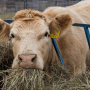 Cows