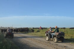 BT_Cattle_Shipping_Moving_Road