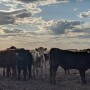 Feeder Calves in Drylot Pen