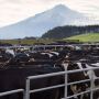 New_Zealand_Bloomberg_Dairy_Cattle