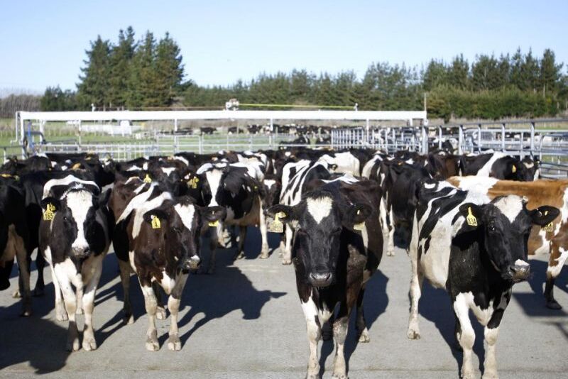 New_Zealand_Cows_AP_Photo