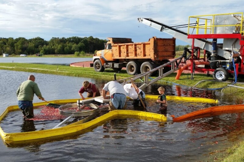 Cranberry harvest Oct 2017 Tomah, Wisconsin