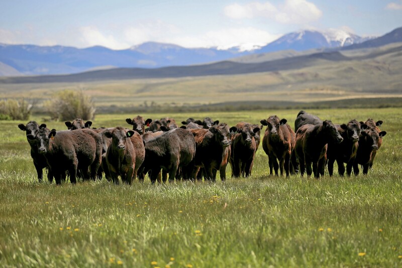 Horse Prairie MT