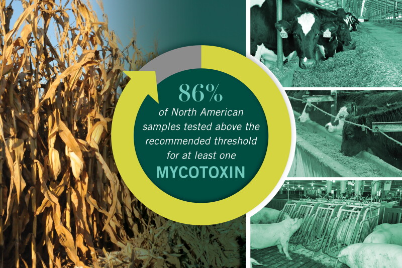 Mycotoxin Risk Holds Steady in 2025 - Bovine Vet