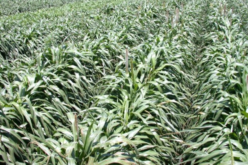 Hybrid-Pearl-Millet-High-Plains-2013