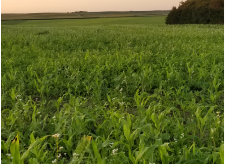 This is a seven-way mix of cover crops that Brian Doerr planted and used to graze cattle last fall and also to provide some nitrogen for his 2021 corn crop.