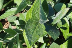 soybeans