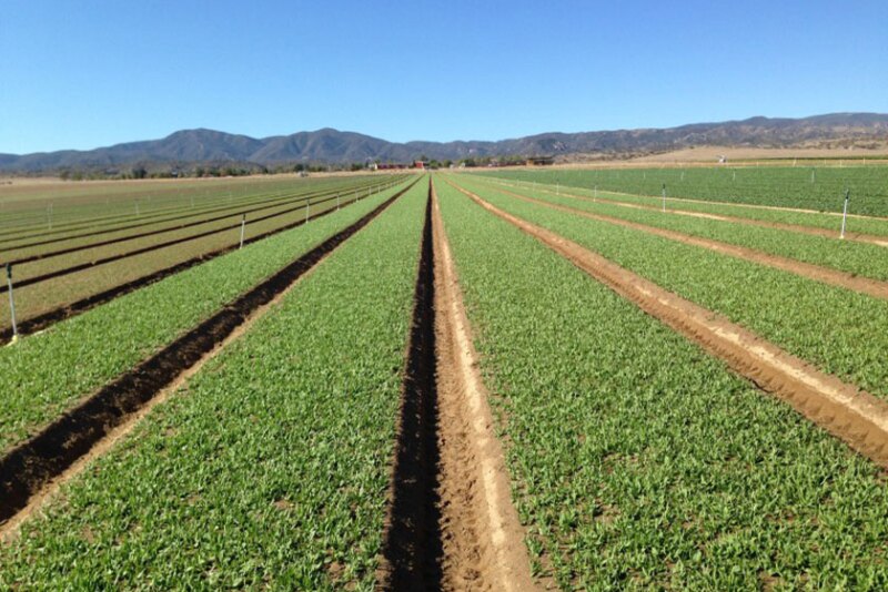 Cuyama_Spin_Aug_2014-1.jpg