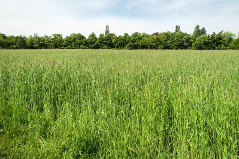 organic-wheat-field-scenery-1318404_640.jpg