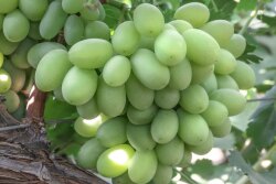Sugar Crisp grape variety. International Fruit Genetics LLC had worked with an Italian court to halt a farm's unauthorized growing of the company's protected table grape varietal Sugar Crisp. The harvested fruit is being donated to a nonprofit organization.