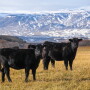 JA Land & Cattle, Wyoming