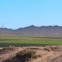 Photo of leafy greens field in Arizona