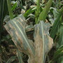 NorthernCornLeafBlight.jpg