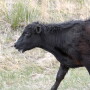 Heat Stress Cow - PC: Troy Walz
