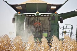 Trey Kimbrell, 9, harvesting corn