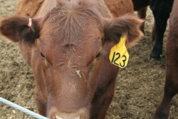 USDA will phase out free metal tags for official ID, and initiate a cost-sharing program for radio-frequency tgs.