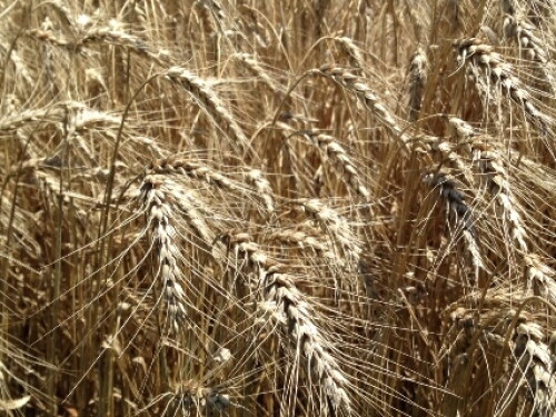 wheat