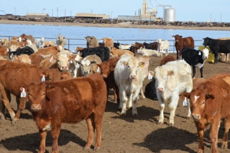 Keeling feedlot