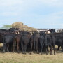 BT_Hay_Bunk_Cattle