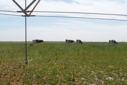 irrigated_pasture1
