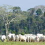 Brazilian cattle