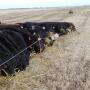 Swath Grazing - SDSU Ext.