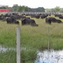 Louisiana_Cattle_Flooding_Water