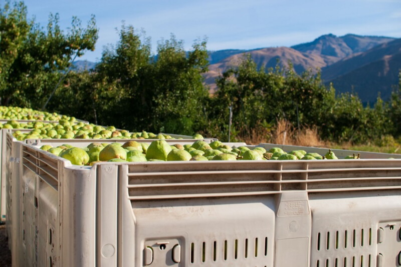 Stream Line Pears Stemilt eyes start for Rushing Rivers summer pears - The Packer
