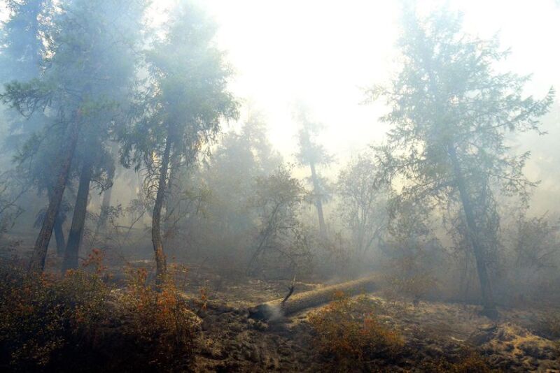 Wildfire