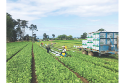 Workers harvest organic celery for Lakeside Organic Gardens LLC. Organic celery, lettuce and kale are some of the most popular items requested by foodservice accounts, says Marliese Ward, creative marketing manager. 