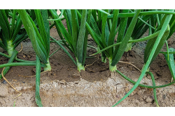 onion