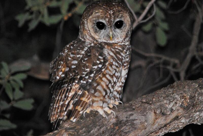 Spotted Owl.jpg