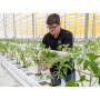 Isaak Fast, head grower and general manager of Pure Hot House Foods Inc.’s Leamington greenhouse, attends to tomato plants. A new crop of more than 265,000 plants was delivered to the facility in early January, says Chris Veillon, chief marketing officer.