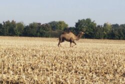 On Sept. 30, Macon Country Sheriff's office in central Illinois had unique task of rounding up a camel.