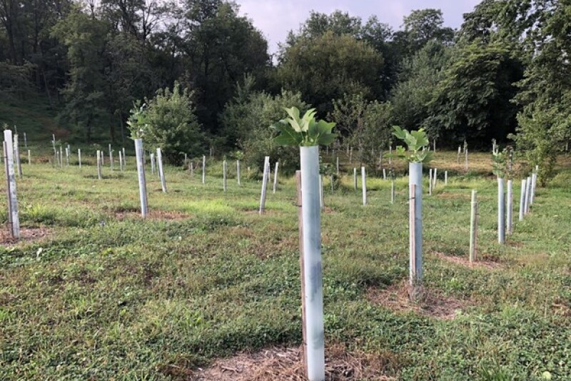 A newly installed forested buffer in Pennsylvania: Buffers, like these between farm fields and waterways, greatly improve nutrient loss from fields.  