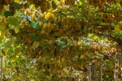chilean kiwifruit