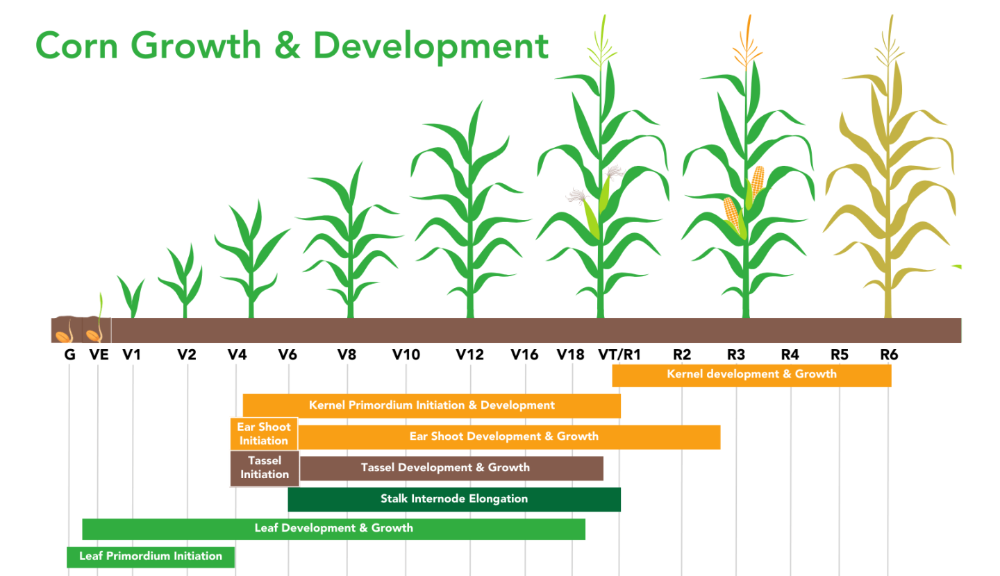 Understanding Corn Vegetative Stages From Corn Germination to