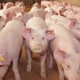 Arm & Hammer Animal and Food Production