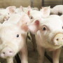 Piglets