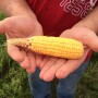 corn crop tour 2016