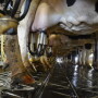 DT_Dairy_Milkers_Parlor