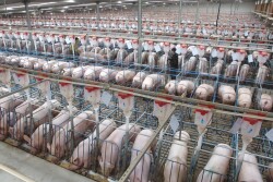 Sows in barn in China