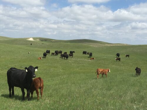 AL Ranch