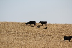 Supplementation is important for pairs grazing cornstalk residue. 