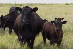 Beef cattle on pasture.