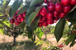 cherries