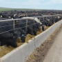 Feedlot bunkline