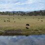 BT_Water_Creek_Cattle_Oregon