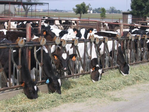 Dairy Heifers Holstein_Maureen Hanson
