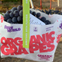 fruit world web